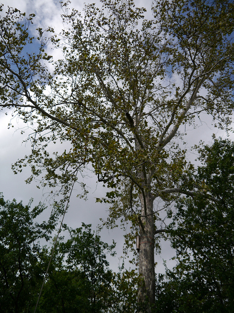 sycamore tree in our yard